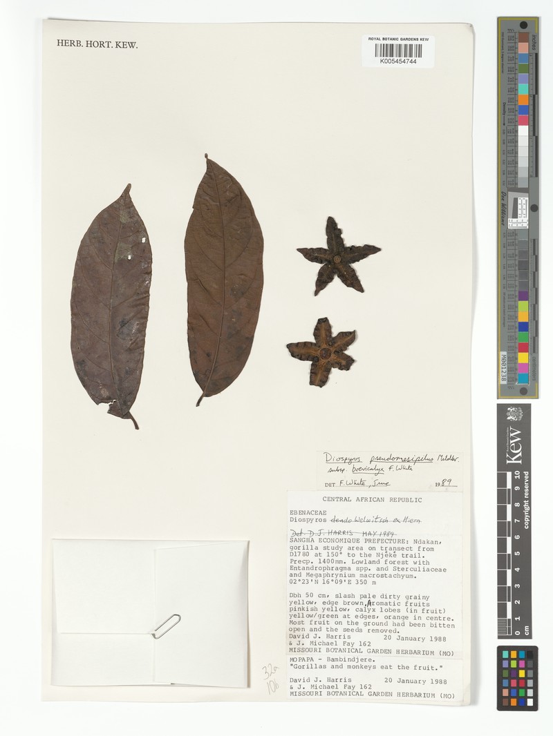 Diospyros pseudomespilus subsp. brevicalyx photo 4