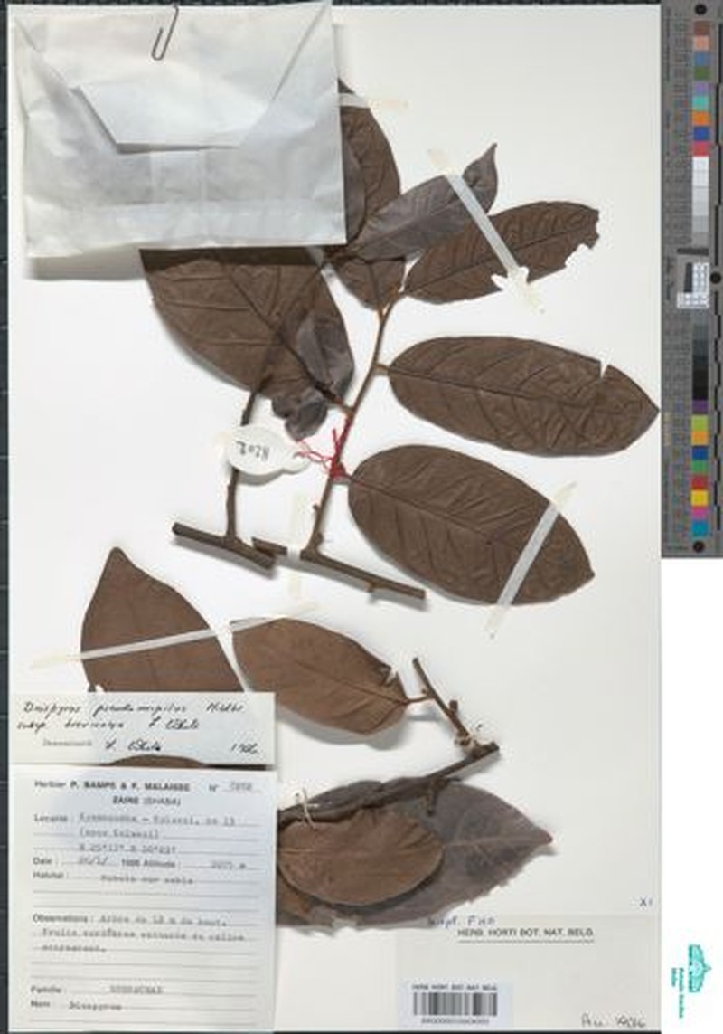 Diospyros pseudomespilus subsp. brevicalyx photo 5