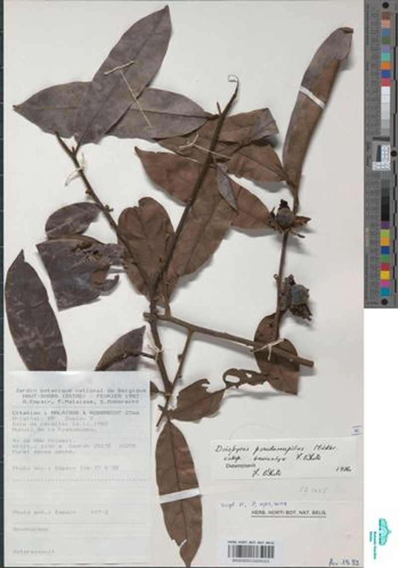 Diospyros pseudomespilus subsp. brevicalyx photo 6