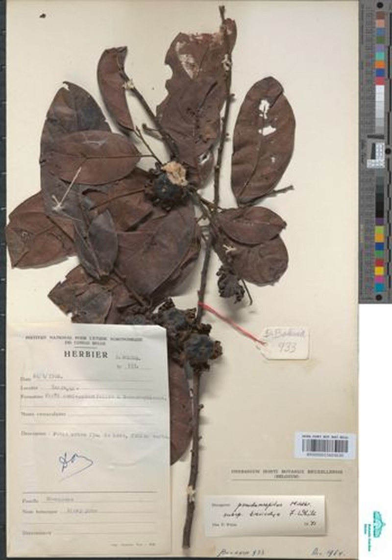 Diospyros pseudomespilus subsp. brevicalyx photo 8