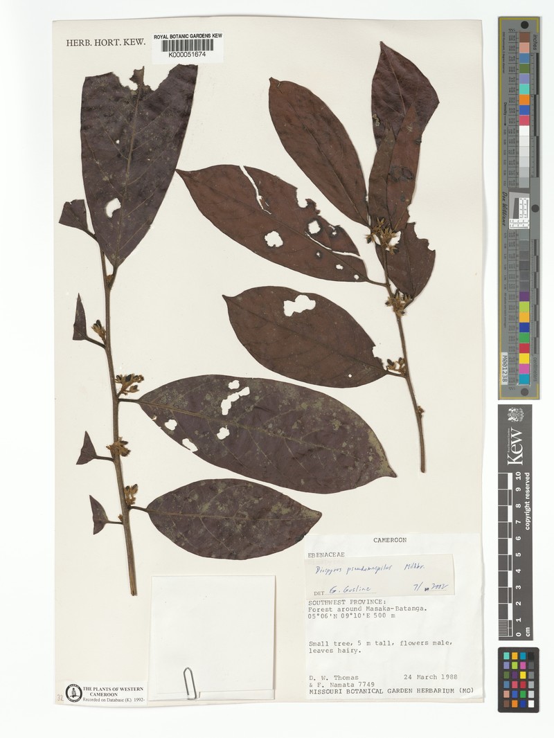 Diospyros pseudomespilus subsp. pseudomespilus photo 2