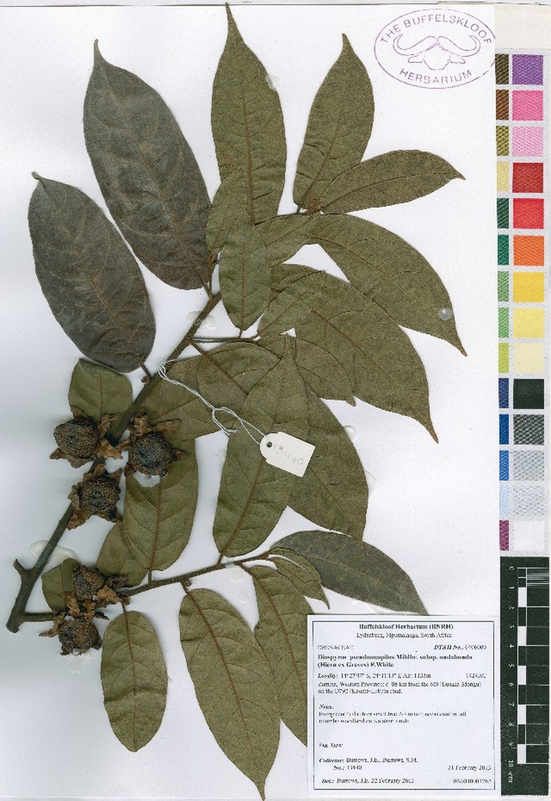 Diospyros pseudomespilus subsp. undabunda