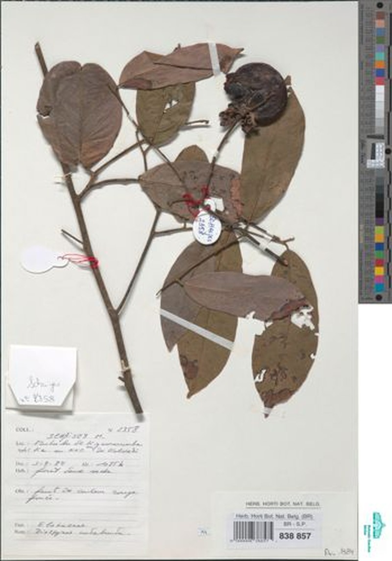 Diospyros pseudomespilus subsp. undabunda photo 2