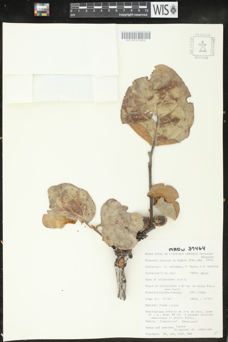 Diospyros pseudomespilus subsp. undabunda photo 3