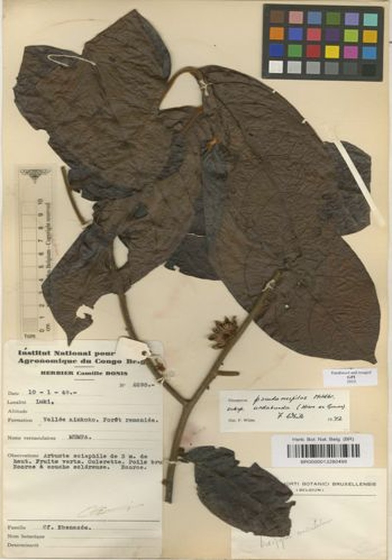 Diospyros pseudomespilus subsp. undabunda photo 4