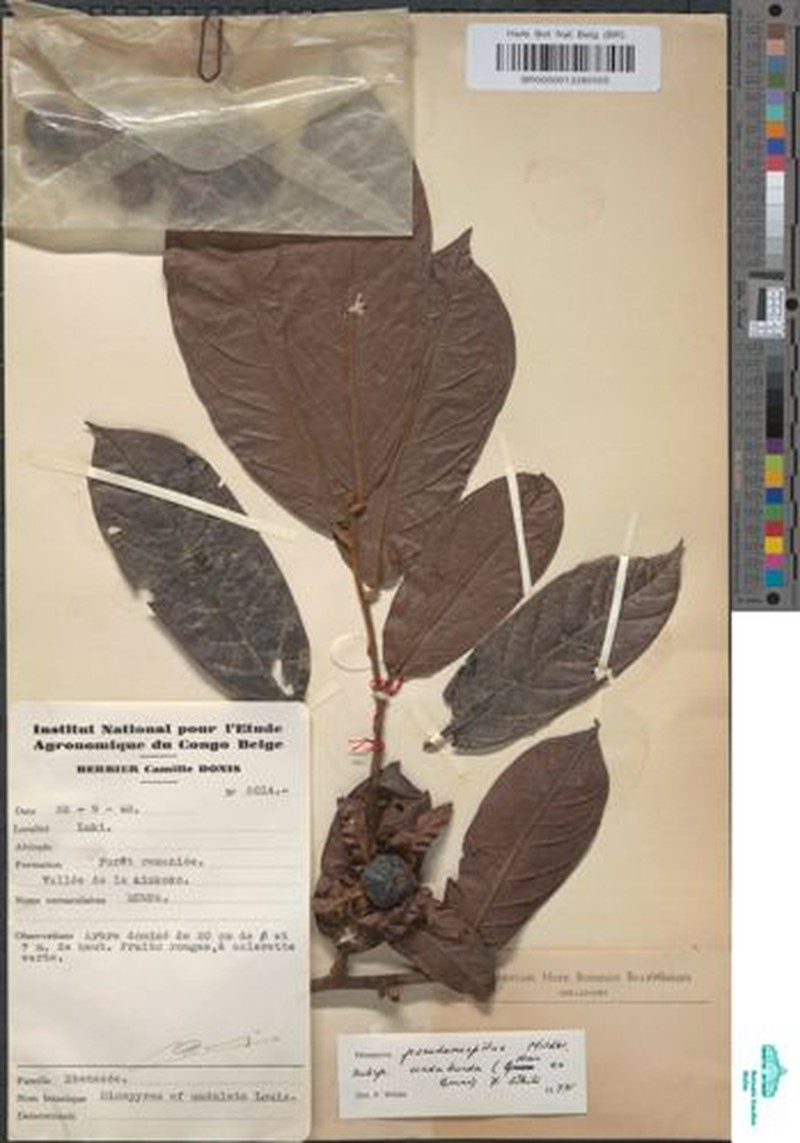 Diospyros pseudomespilus subsp. undabunda photo 5