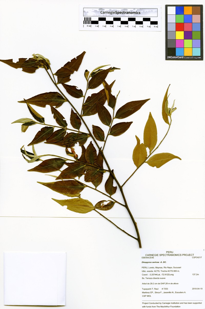 Diospyros pseudoxylopia