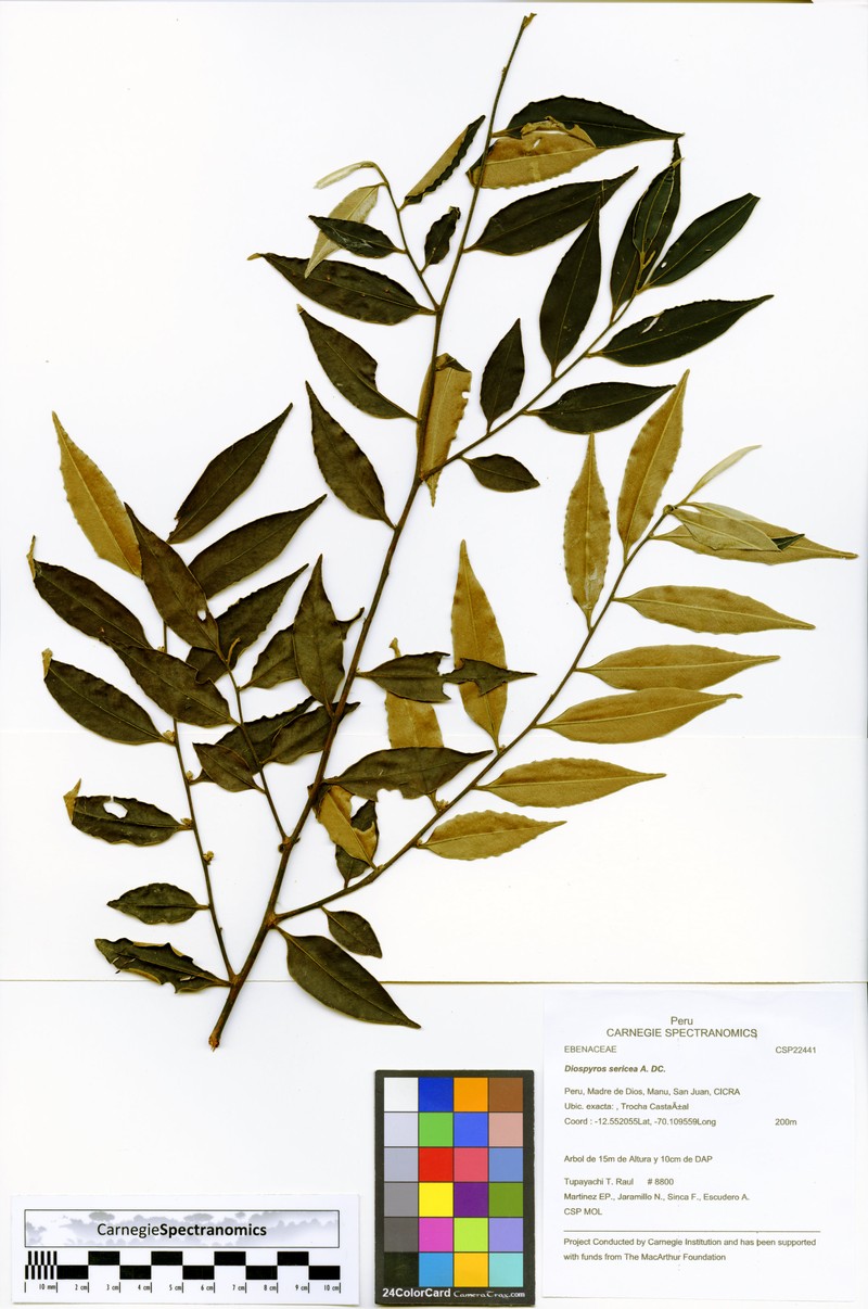 Diospyros pseudoxylopia photo 2