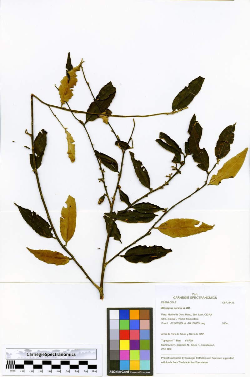 Diospyros pseudoxylopia photo 3