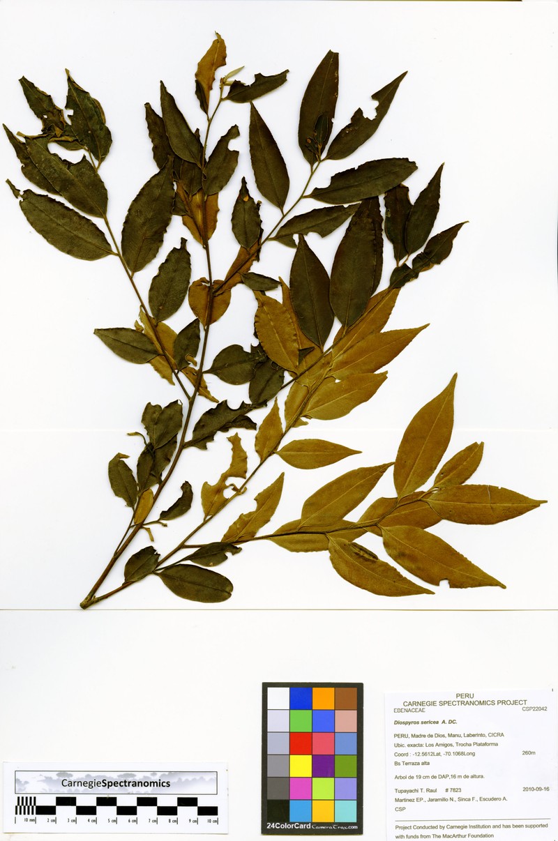 Diospyros pseudoxylopia photo 4