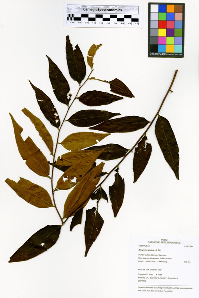 Diospyros pseudoxylopia photo 5