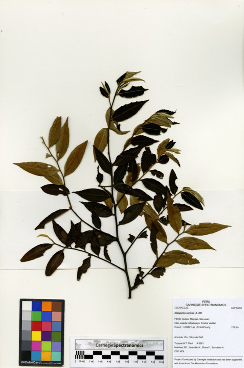 Diospyros pseudoxylopia photo 6