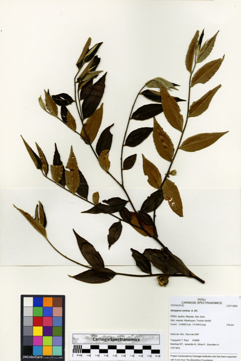 Diospyros pseudoxylopia photo 7