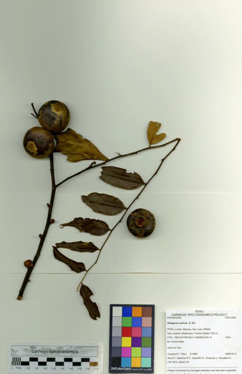 Diospyros pseudoxylopia photo 8