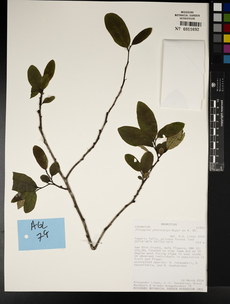 Diospyros pterocalyx