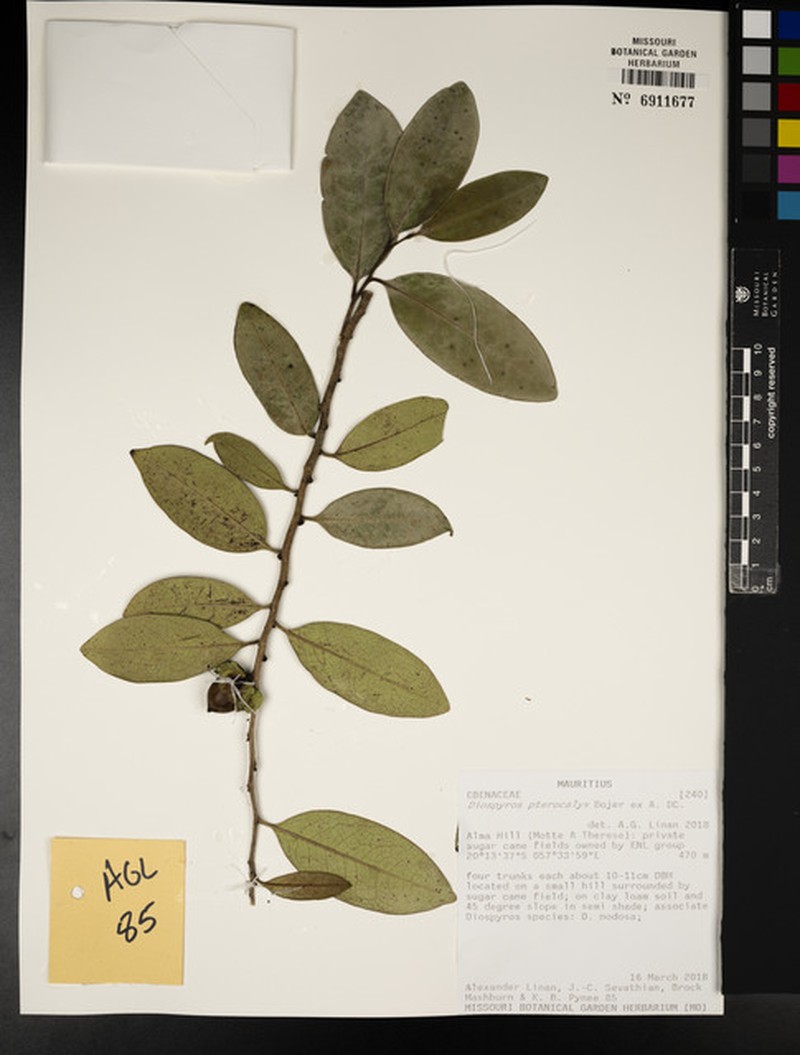 Diospyros pterocalyx photo 2