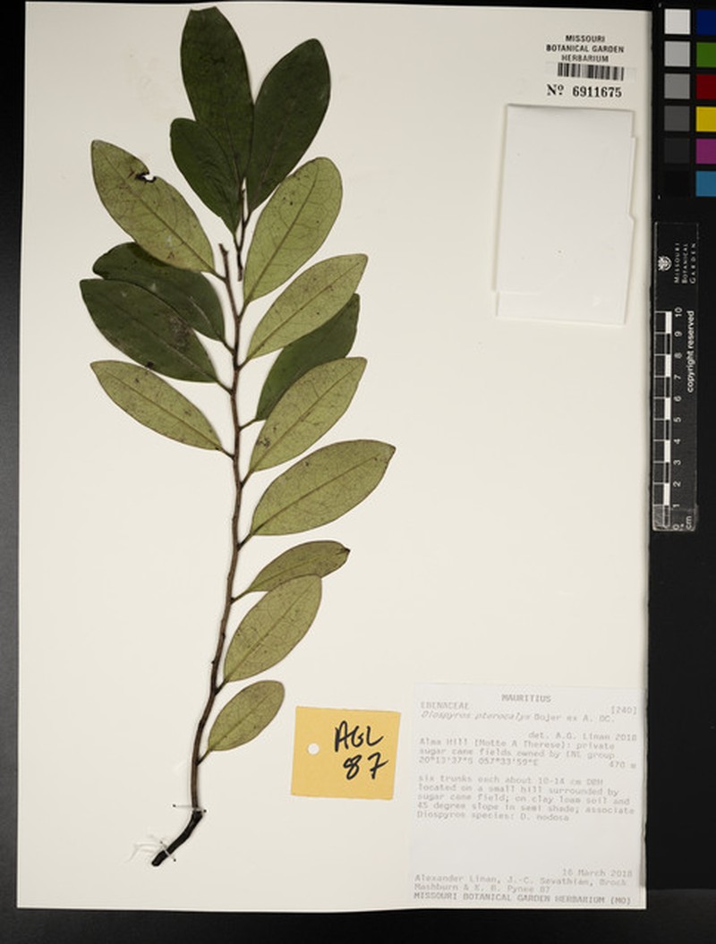 Diospyros pterocalyx photo 3