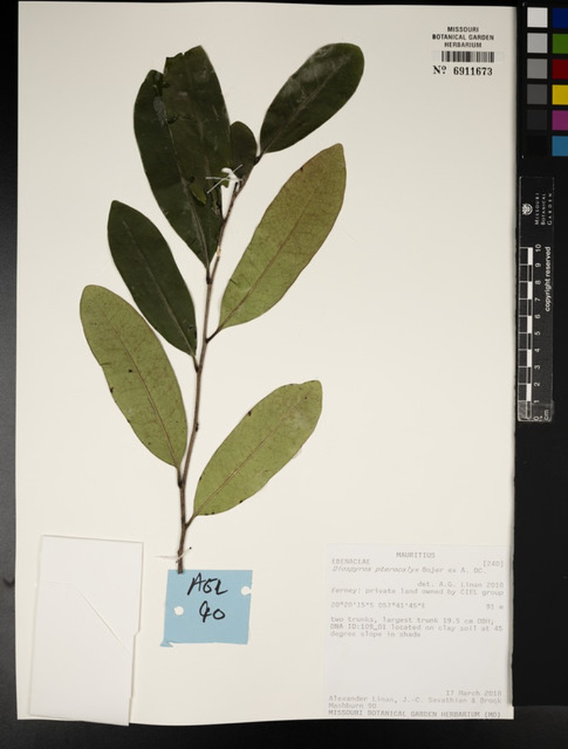 Diospyros pterocalyx photo 4