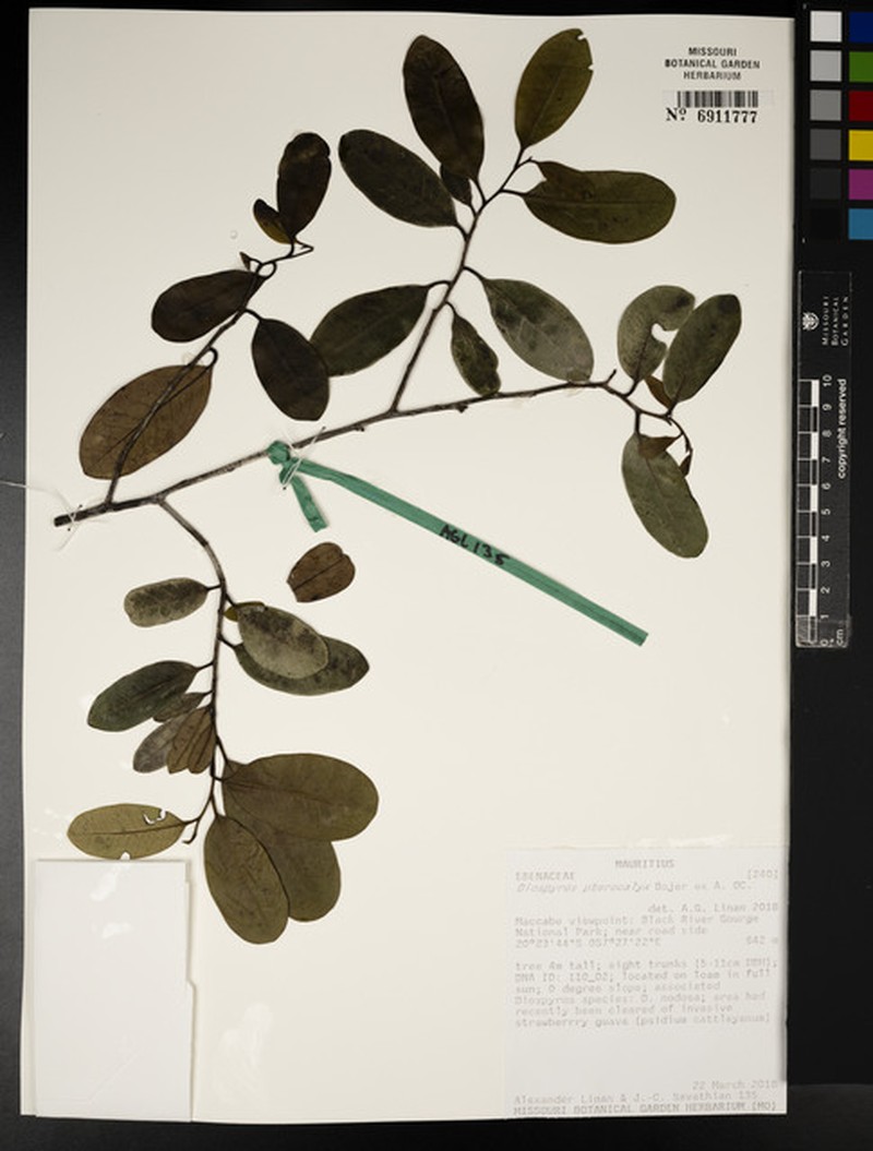 Diospyros pterocalyx photo 5
