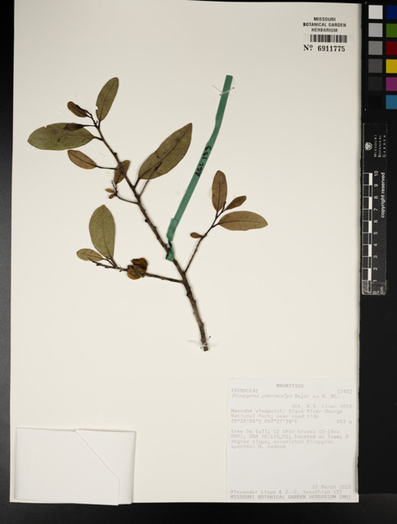 Diospyros pterocalyx photo 6