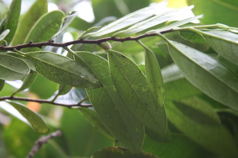 Diospyros pterocalyx photo 7