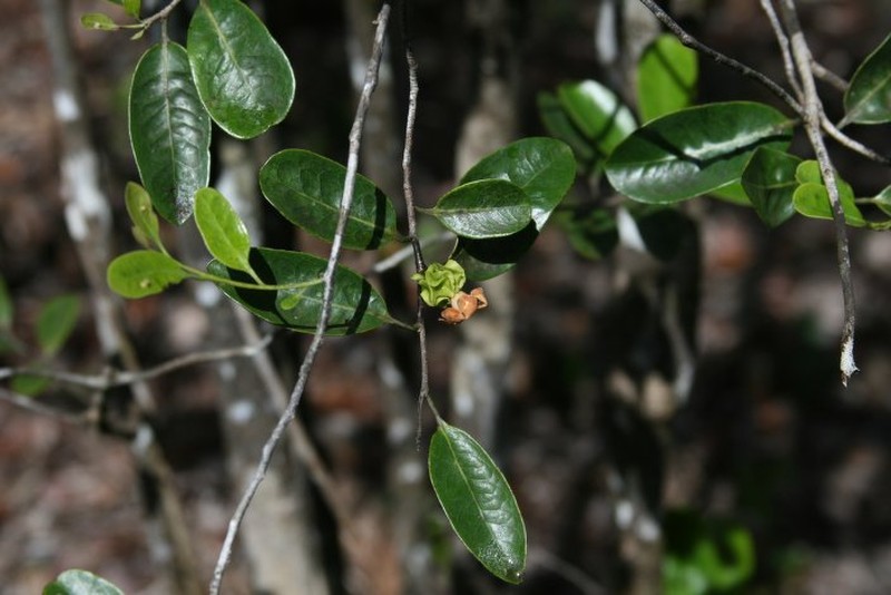 Diospyros pterocalyx photo 8