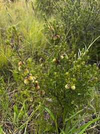 Diospyros pubescens