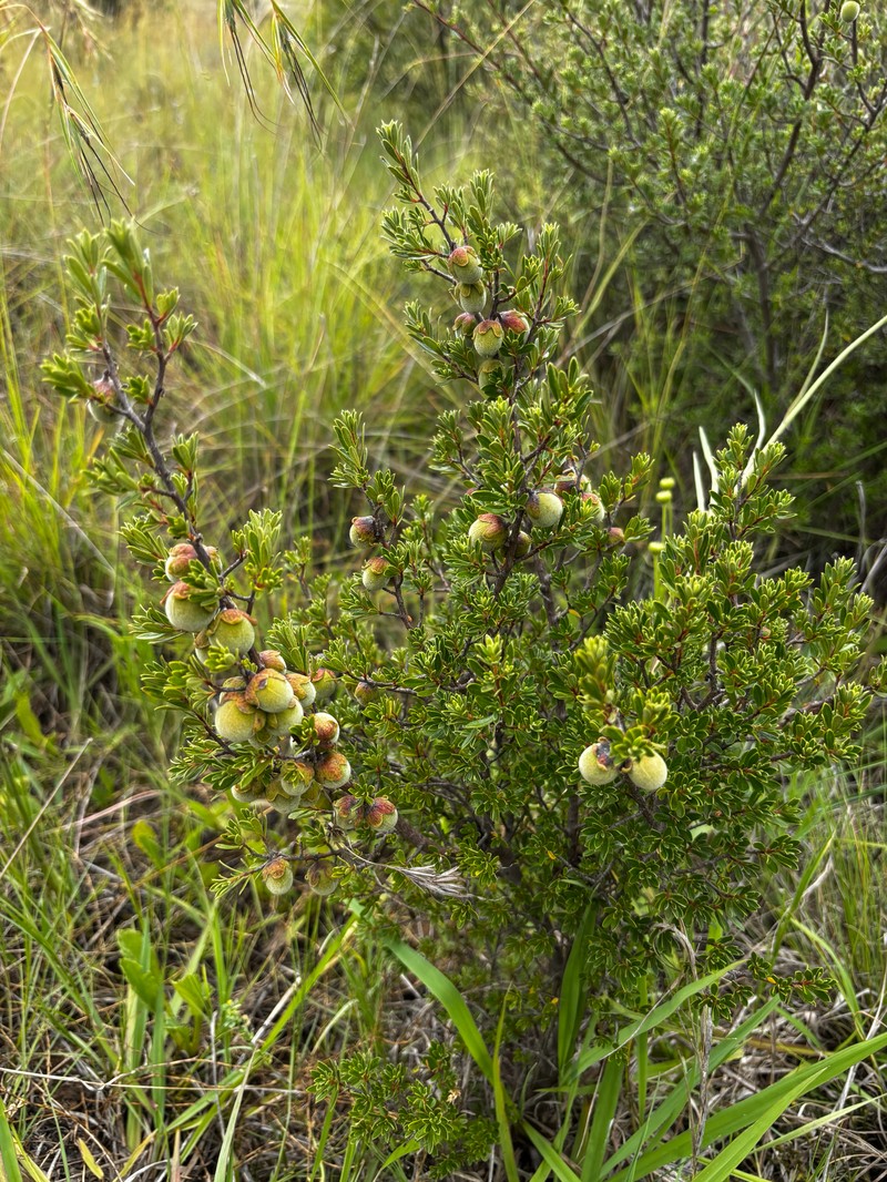 Diospyros pubescens