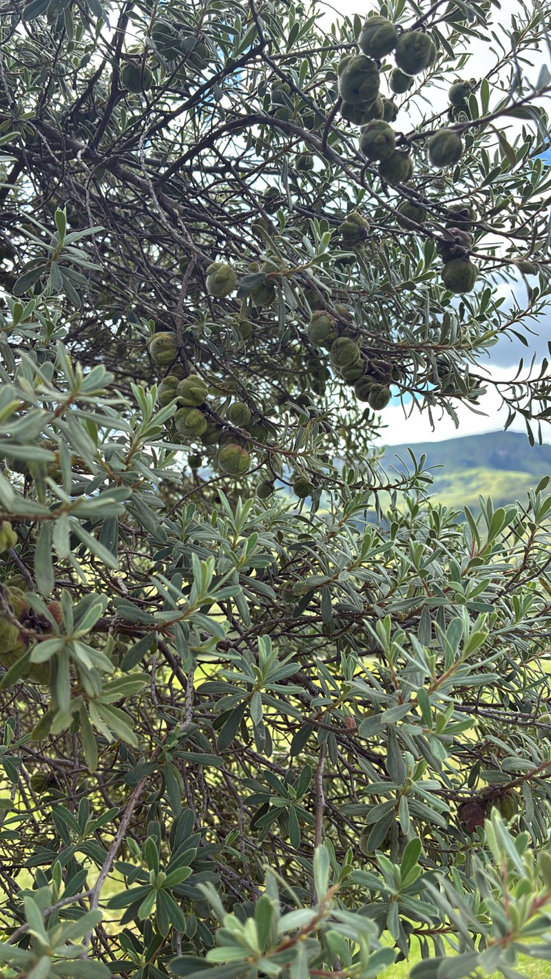 Diospyros pubescens photo 2