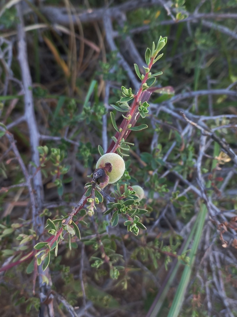 Diospyros pubescens photo 3