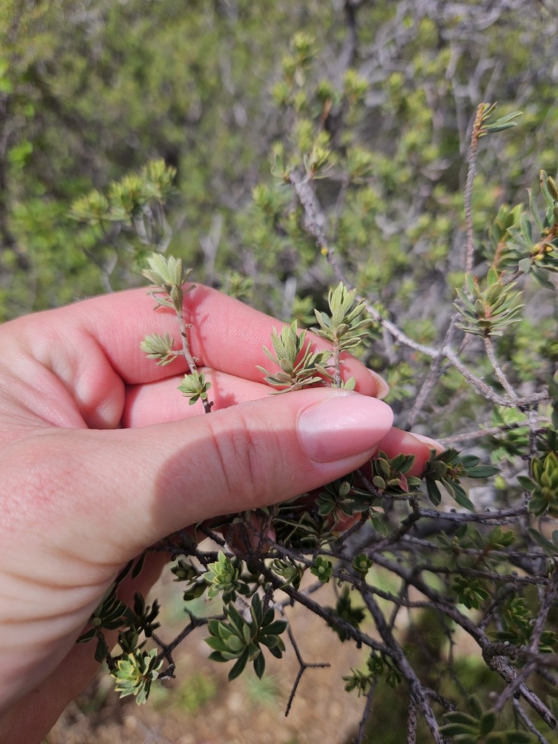 Diospyros pubescens photo 4