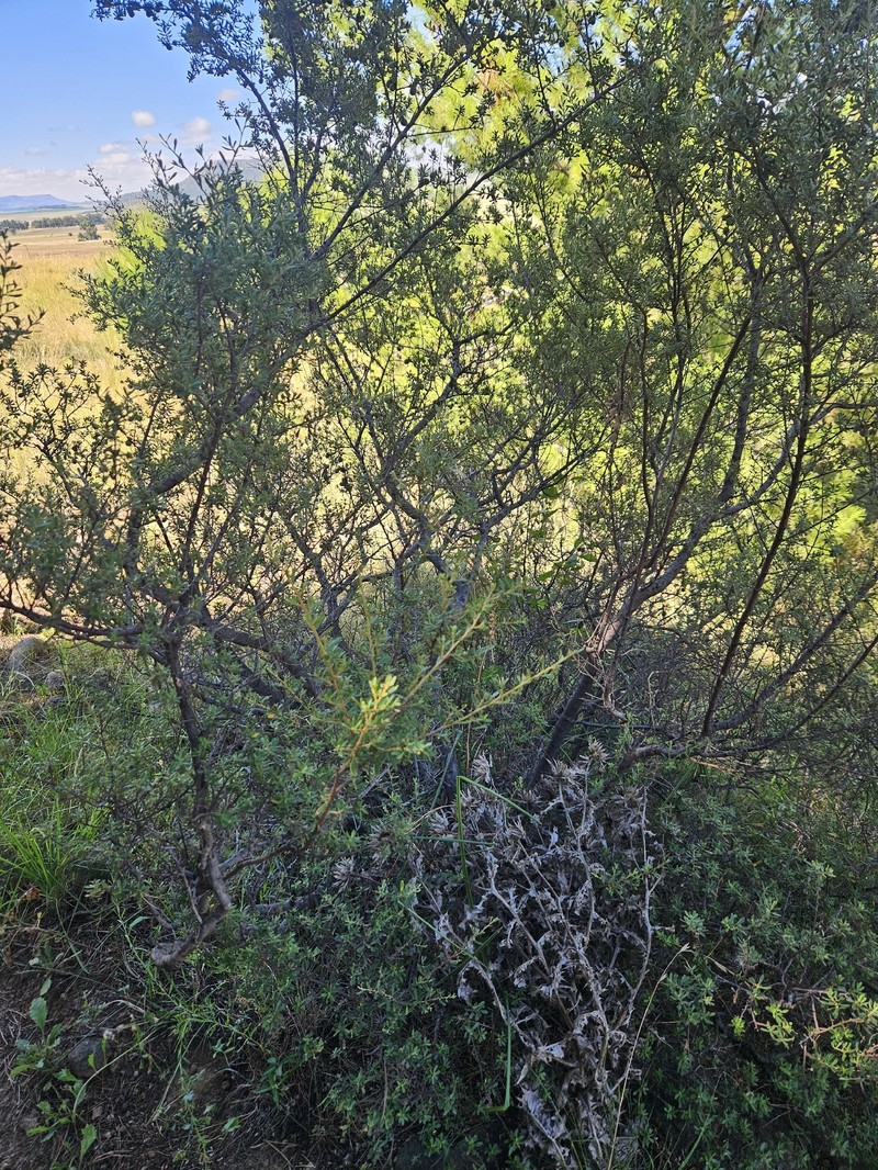 Diospyros pubescens photo 5