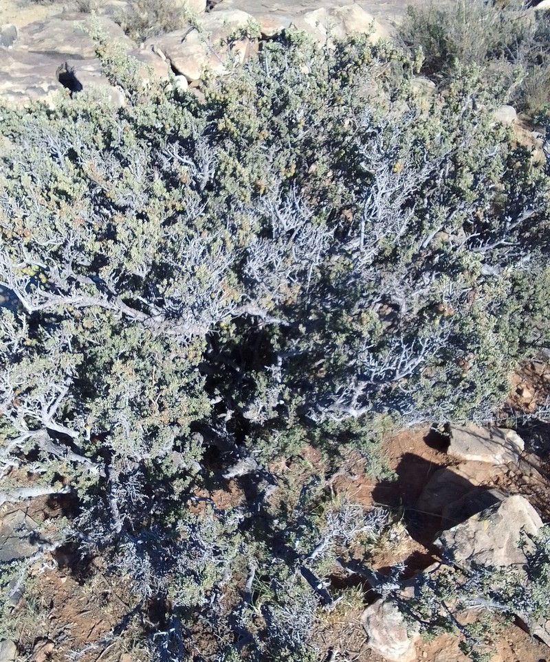 Diospyros pubescens photo 6