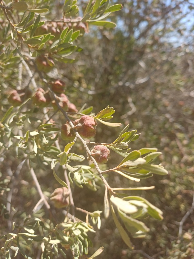 Diospyros pubescens photo 7