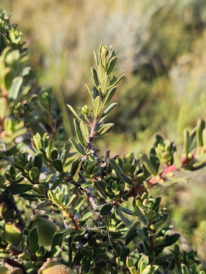 Diospyros pubescens photo 8