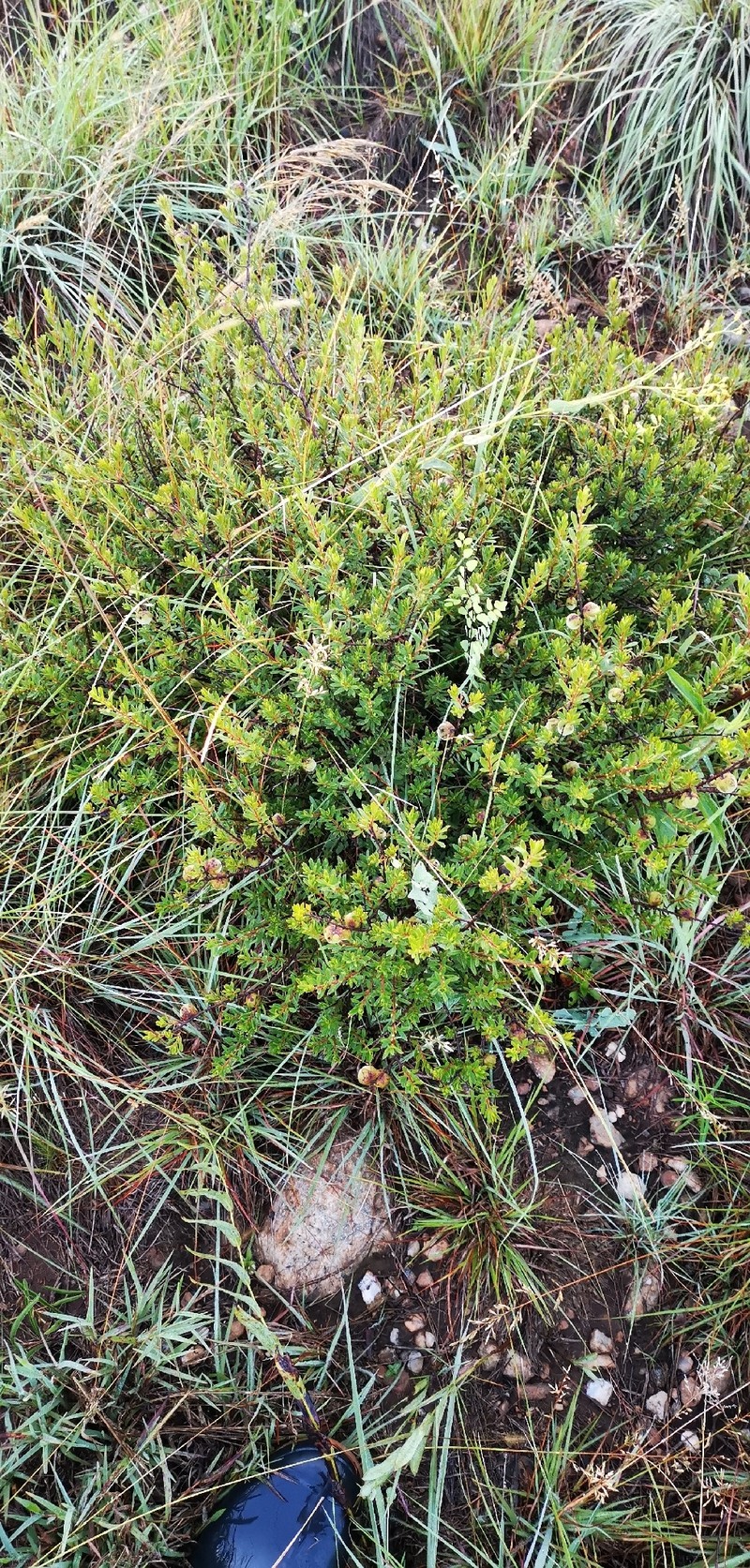 Diospyros pubescens var. microphylla