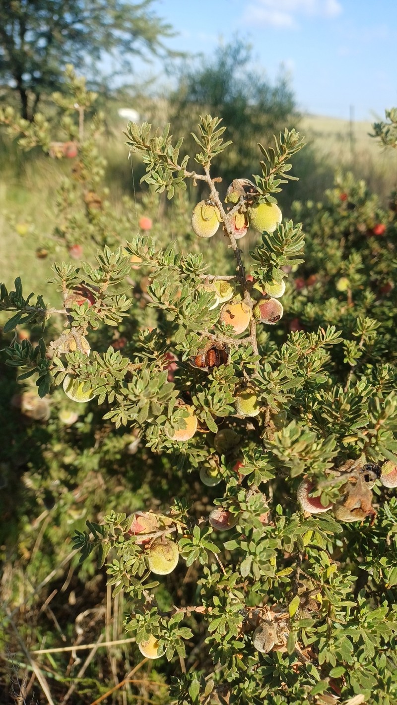 Diospyros pubescens var. microphylla photo 2