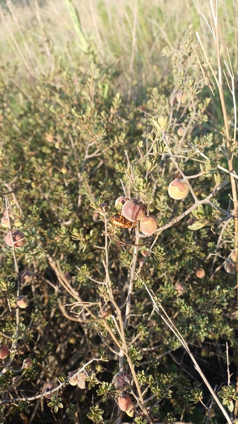 Diospyros pubescens var. microphylla photo 3