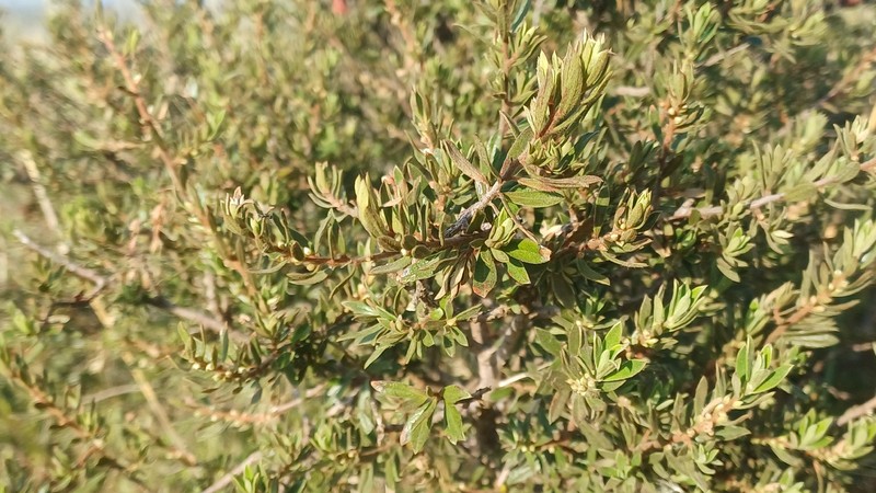 Diospyros pubescens var. microphylla photo 4