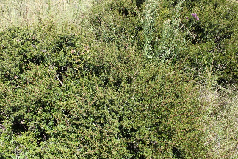 Diospyros pubescens var. microphylla photo 5