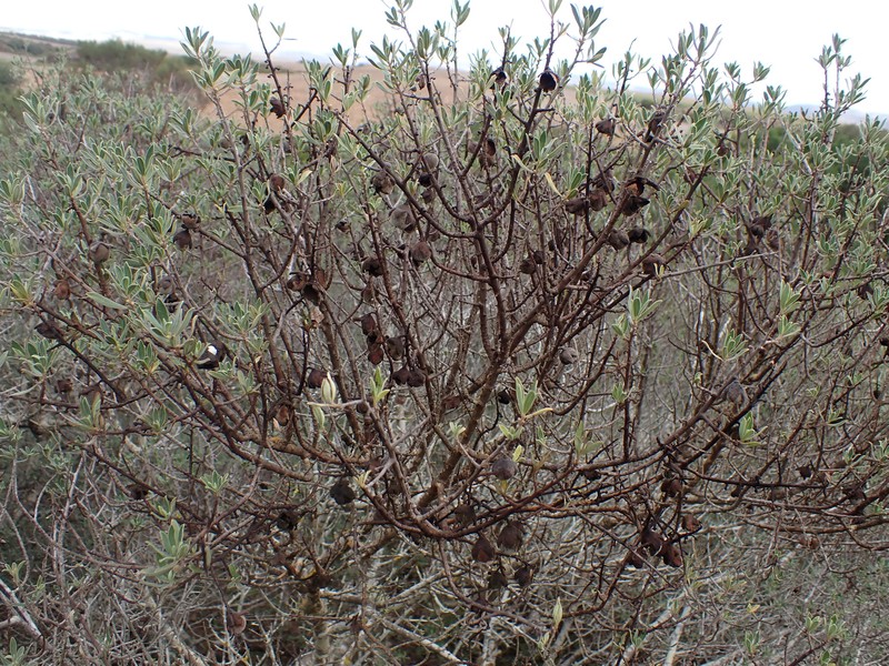 Diospyros pubescens var. microphylla photo 6