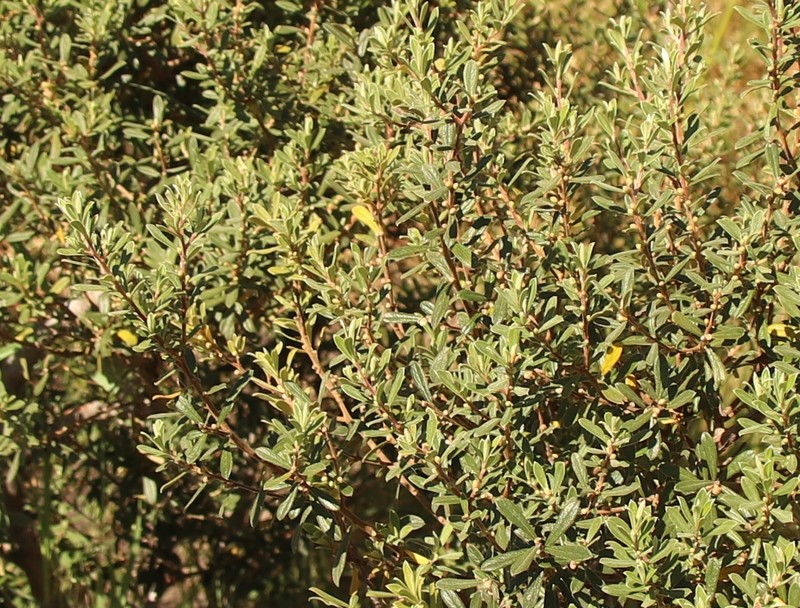 Diospyros pubescens var. microphylla photo 7
