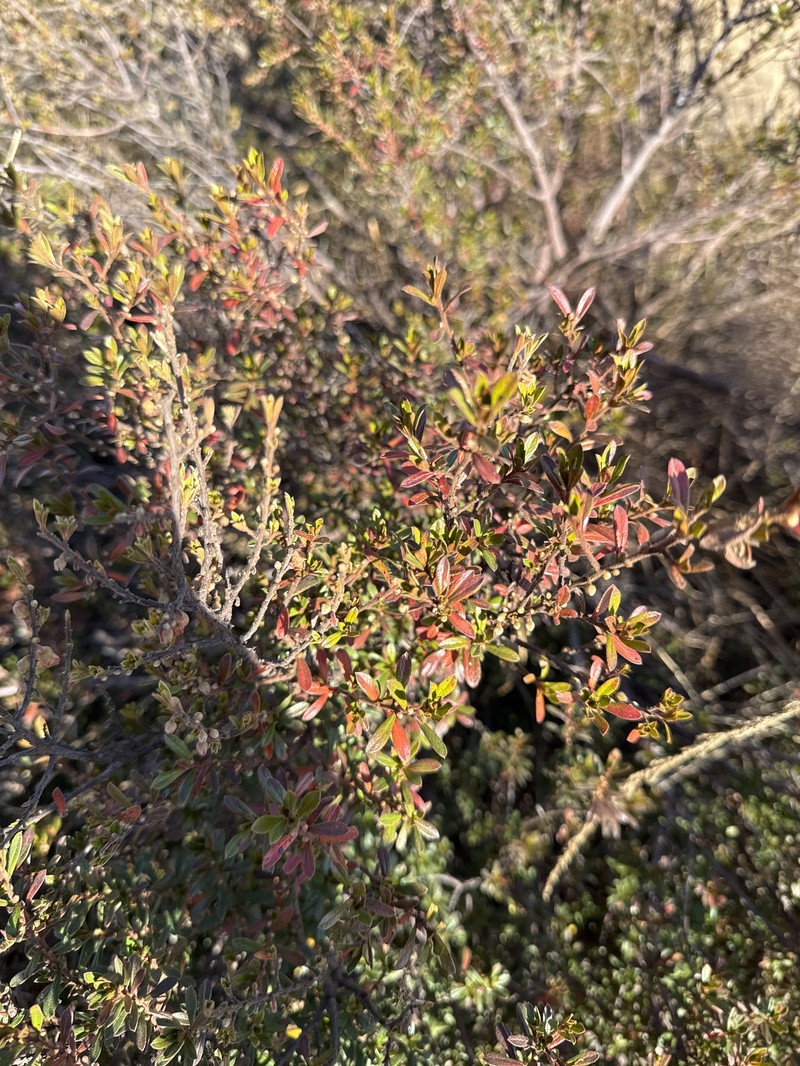 Diospyros pubescens var. microphylla photo 8