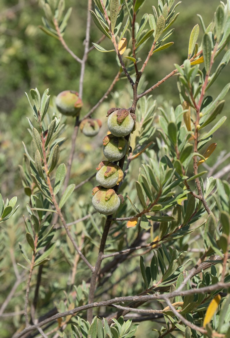 Diospyros pubescens var. rubriflora