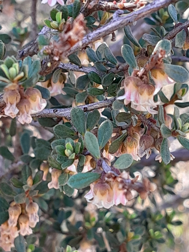 Diospyros pubescens var. rubriflora photo 2