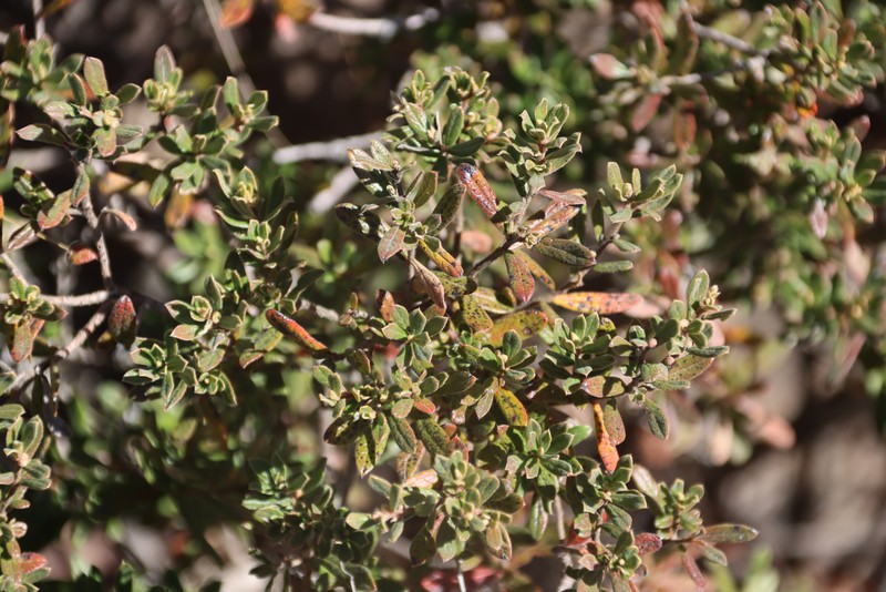 Diospyros pubescens var. rubriflora photo 3