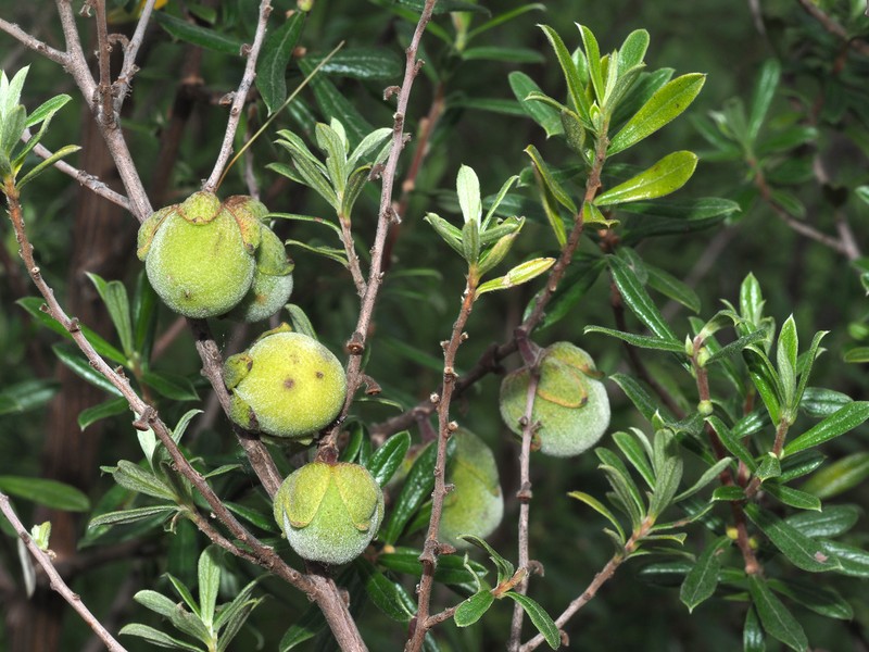 Diospyros pubescens var. rubriflora photo 4