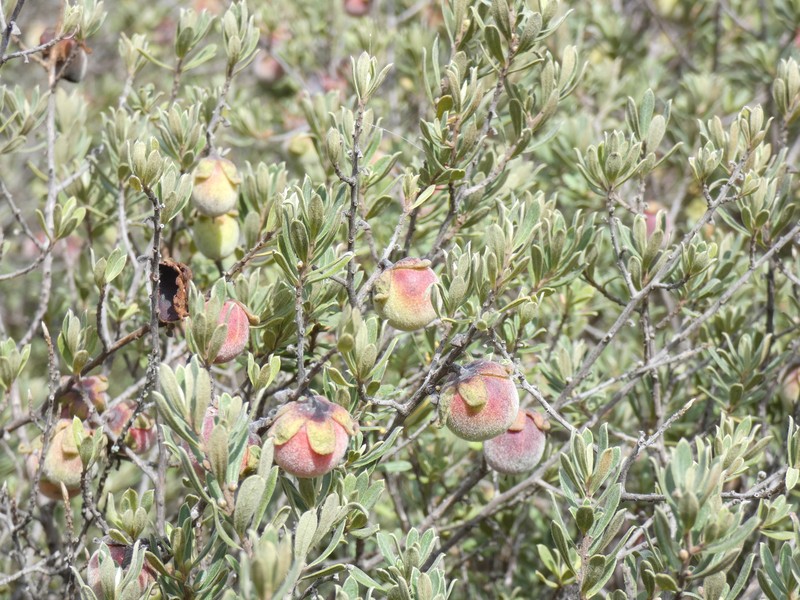 Diospyros pubescens var. rubriflora photo 5