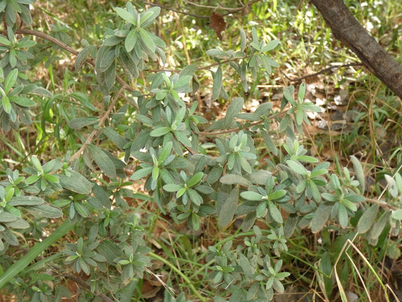 Diospyros pubescens var. rubriflora photo 6
