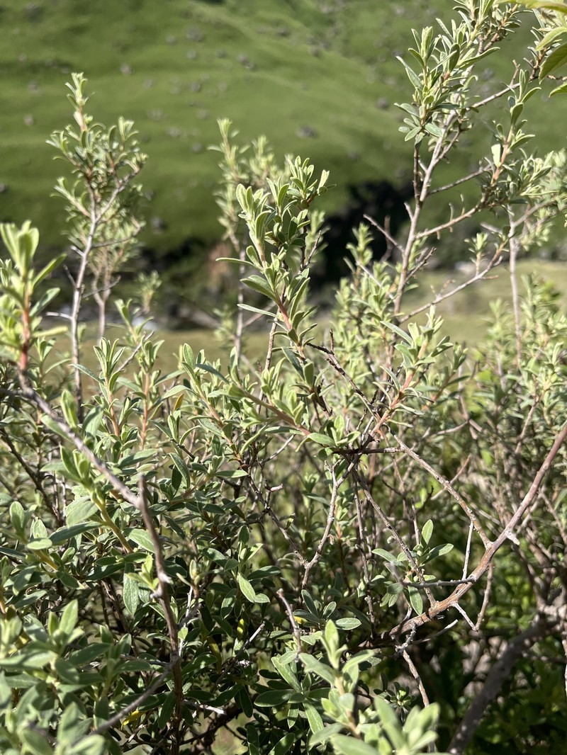 Diospyros pubescens var. rubriflora photo 7